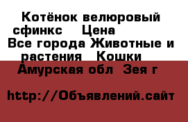 Котёнок велюровый сфинкс. › Цена ­ 15 000 - Все города Животные и растения » Кошки   . Амурская обл.,Зея г.